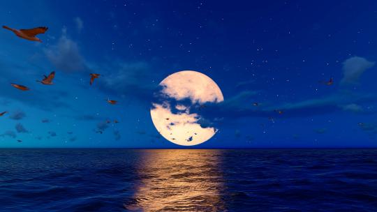 夕阳和月色下的海鸥在大海自由飞翔