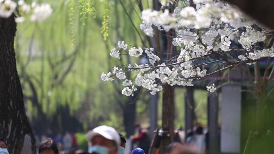 济南五龙潭，春季樱花植物盛开洁白如雪