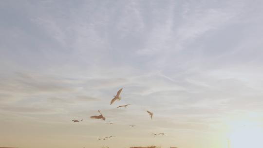 夕阳海水海鸥群飞