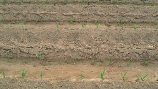 玉米 玉米苗 棒子苗 三农农业 玉米苗期