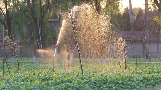 阳光下灌溉系统自动化喷灌农作物视频素材模板下载
