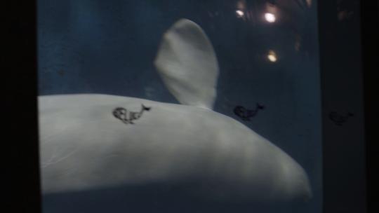 极地馆白鲸游动实拍4k