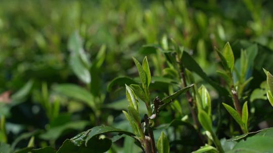 龙井茶山上的嫩芽特写