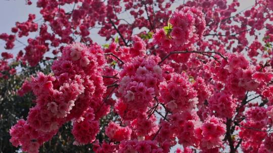 春暖花开樱花盛开景观