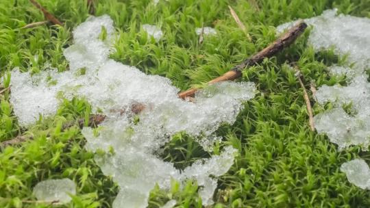冰雪开始慢慢融化出现绿草