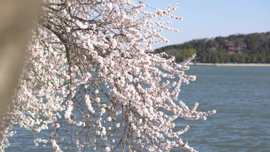 北京颐和园春季春天山桃花