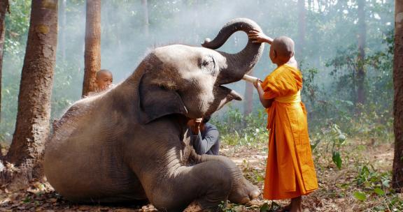 僧侣和大象