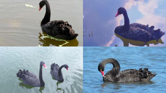 [合集]湖水中相爱的黑天鹅进食