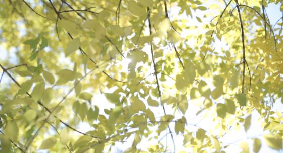 风吹树叶 树枝摇曳   枯黄树叶  落叶阳光