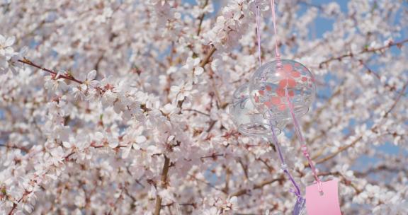 盛开梅花樱花蜜蜂采蜜