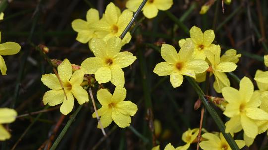 春天盛开的黄色迎春花带着露珠