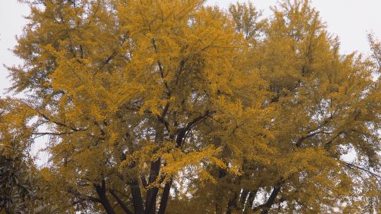 秋天老屋前银杏树叶黄了视频素材模板下载