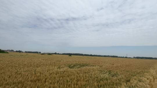 暴雨来临前的小麦农田