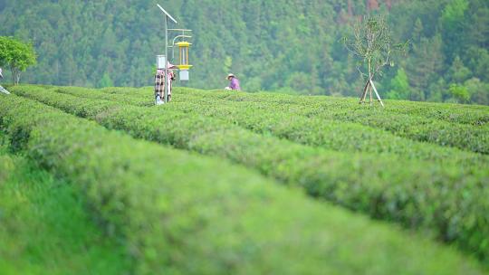 茶园采茶人