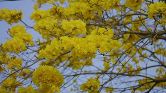 春暖花开春天花园花朵黄色风铃木