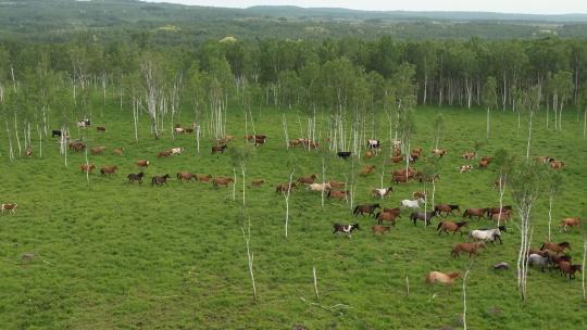 奔跑的马群 牛群 跑进树林