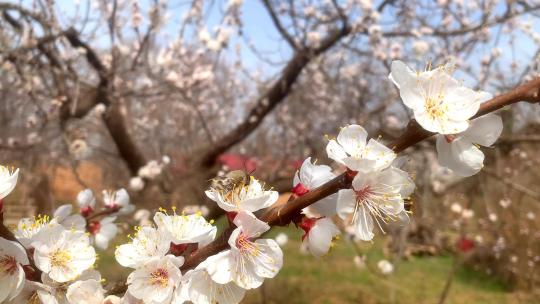 春天盛开的梨花风景景色
