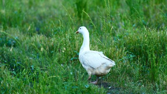 鹅在湿地里的空镜头