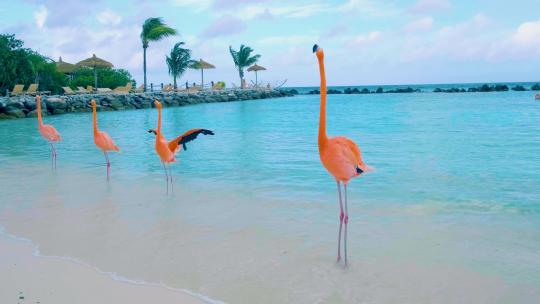 火烈鸟阿鲁巴海滩与粉色火烈鸟在海滩火烈鸟在阿鲁巴海滩加勒比