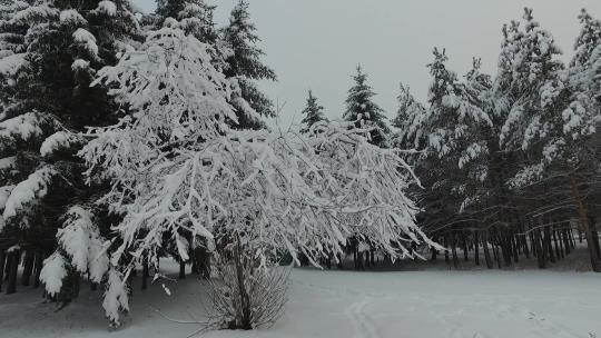 H一组大兴安岭塔河地区冬季枝头挂雪