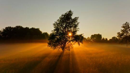 清晨雾气弥漫草坪树林云雾日出丁达尔光