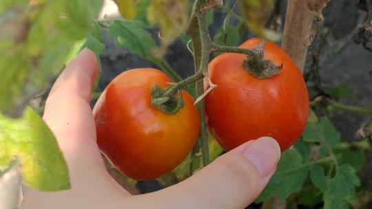 摘番茄 双  西红柿