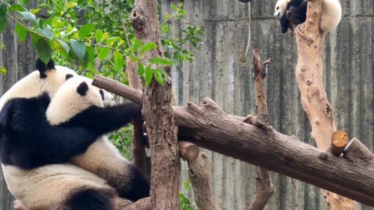 成都大熊猫繁育研究基地嬉戏的大熊猫母子