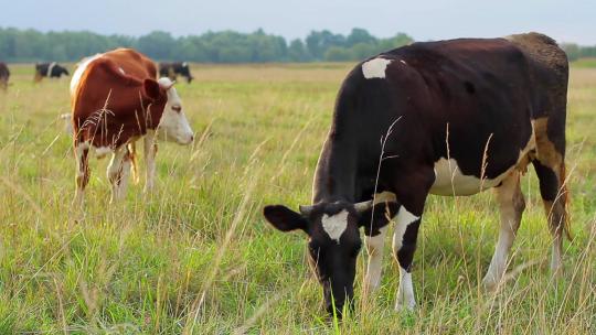 牧场上吃草的奶牛视频素材模板下载