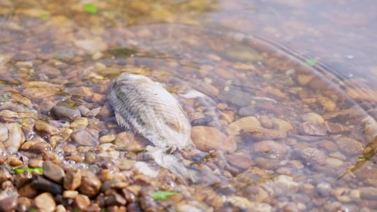 江河塑料垃圾水污染环境保护