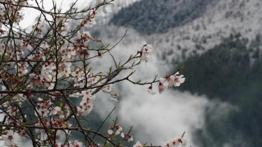 西藏桃花盛开背景雪山