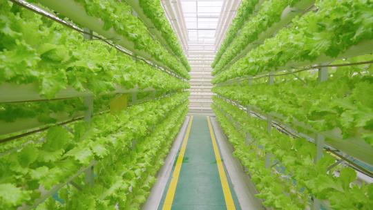 蔬菜大棚-温室大棚-科技农业