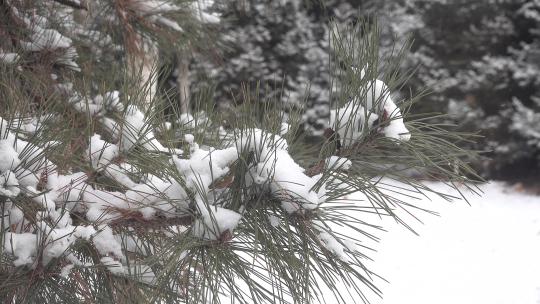挂着厚厚积雪的松树枝