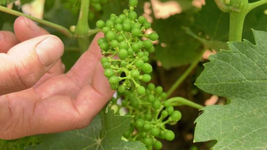 酒葡萄种植葡萄园