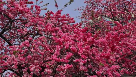 春暖花开樱花盛开合集