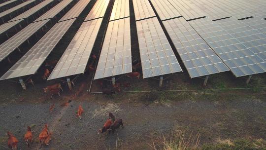 一群牛在太阳能发电场内吃草