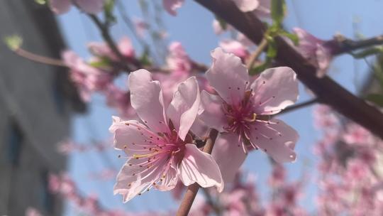 春天盛开的桃花花朵