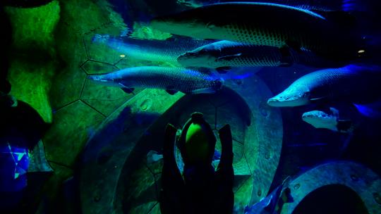 巨骨舌鱼 海洋馆 水族馆 海底世界视频素材模板下载