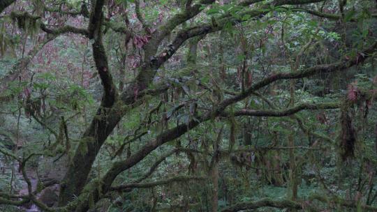 潮湿树林雨林树上长满青苔苔藓