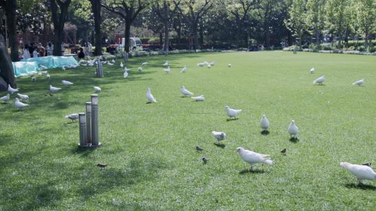 上海人民广场鸽子4K实拍鸽子公园鸽子