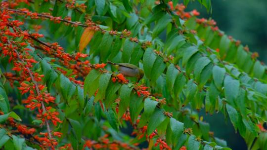 小鸟停在树枝上 绣眼鸟 采花 吃花蜜