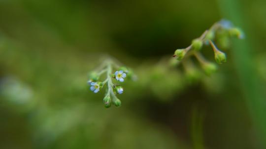 4K植物素材——野花附地菜