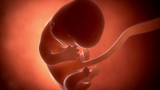 人类胚胎在子宫内发育成形1