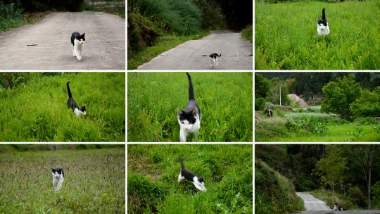 田园自由奔跑的猫咪