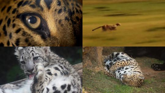 【合集】豹子 豹子狩猎 猫科动物 野生动物视频素材模板下载