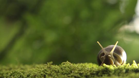 绿色苔藓上的大蜗牛