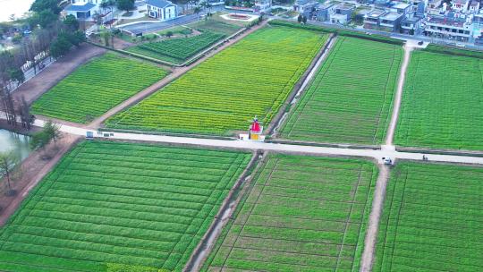 4k珠海斗门乡村风车油菜花花海航拍