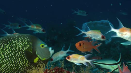 海底世界各种鱼五彩斑斓视频素材模板下载
