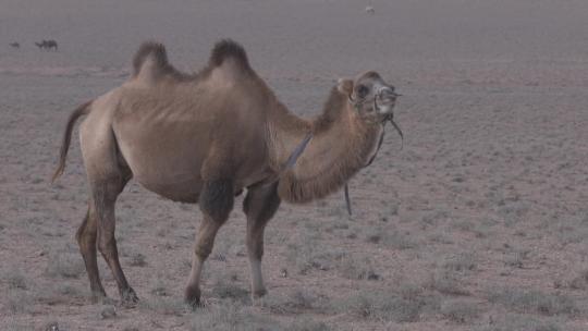 Y1内蒙古乌兰察布四子王旗骆驼吃草5视频素材模板下载