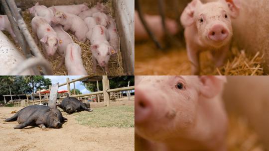 【合集】现代养猪厂里的猪视频素材模板下载