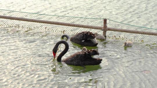 黑天鹅天鹅宝宝在水中游动视频素材模板下载